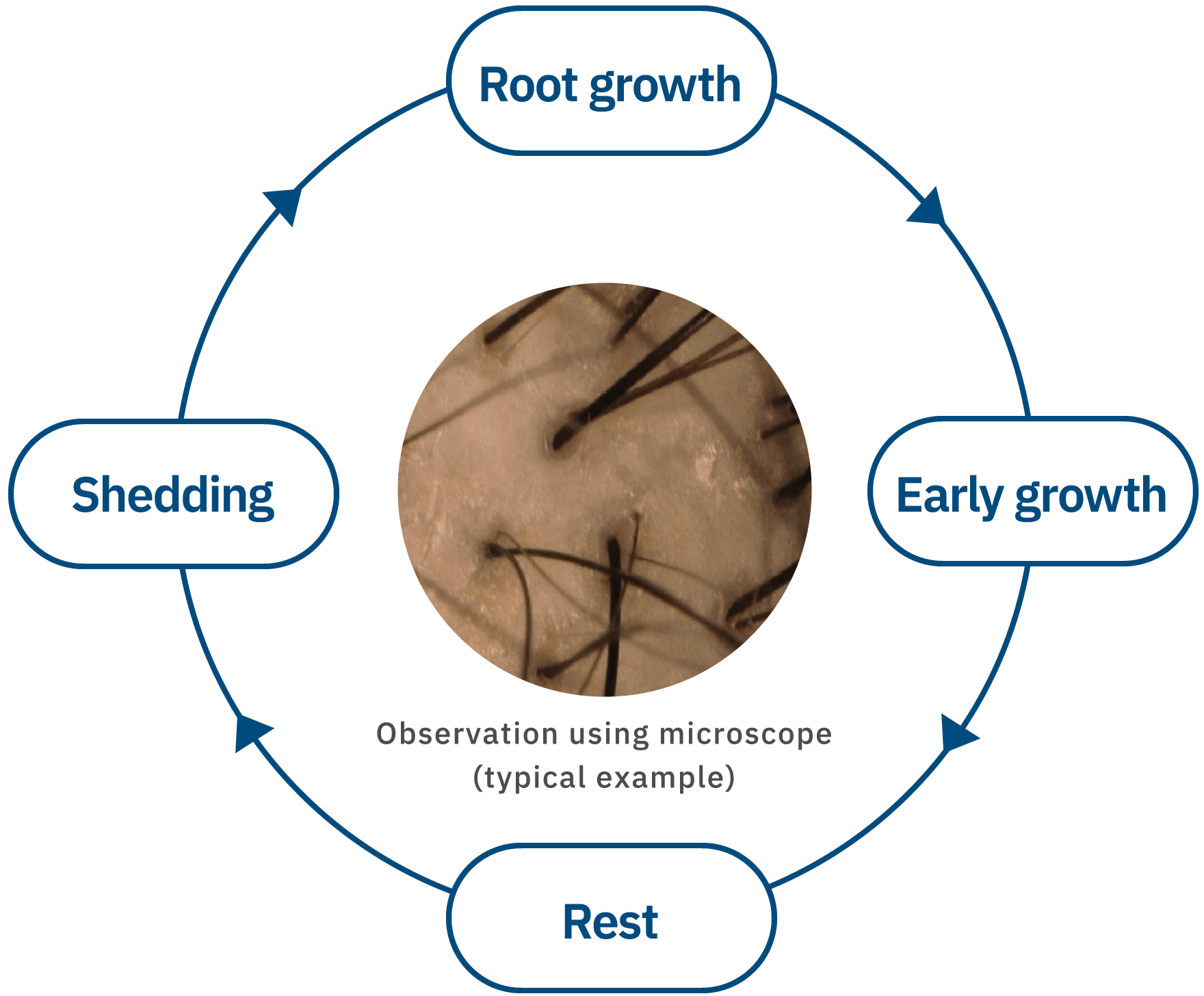 Hair Turnover Cycle of Middle-aged Men