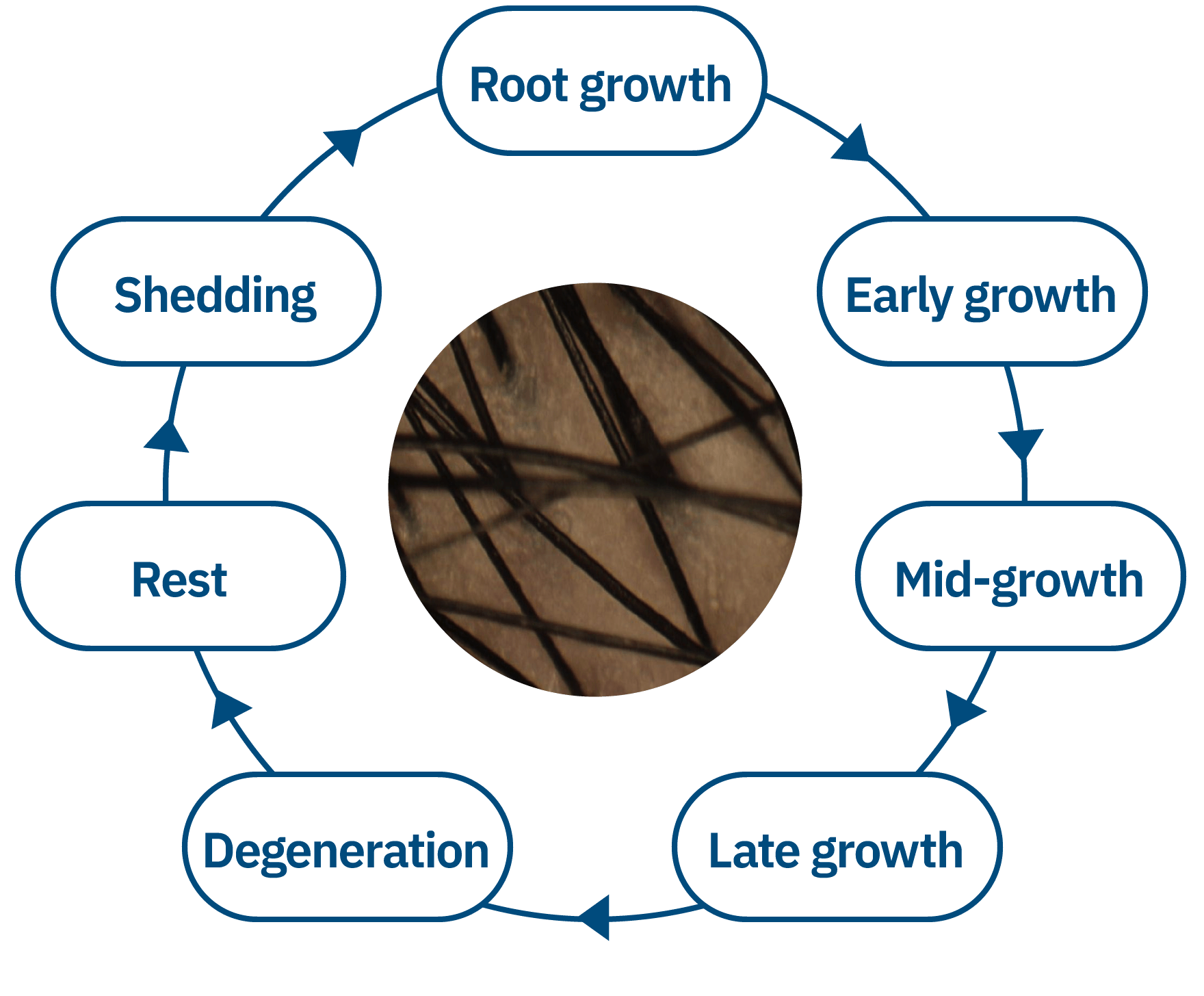 Hair Turnover Cycle of Young Men