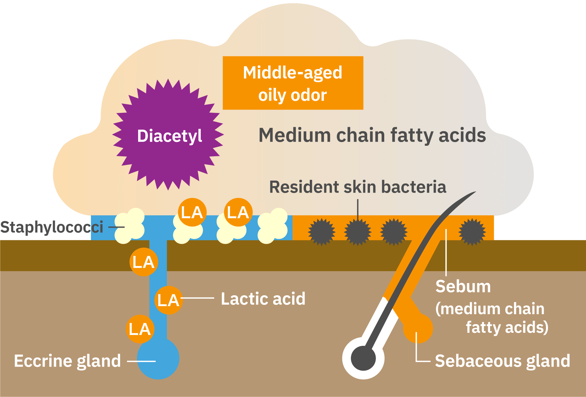 Illustration about Mechanism of odor production