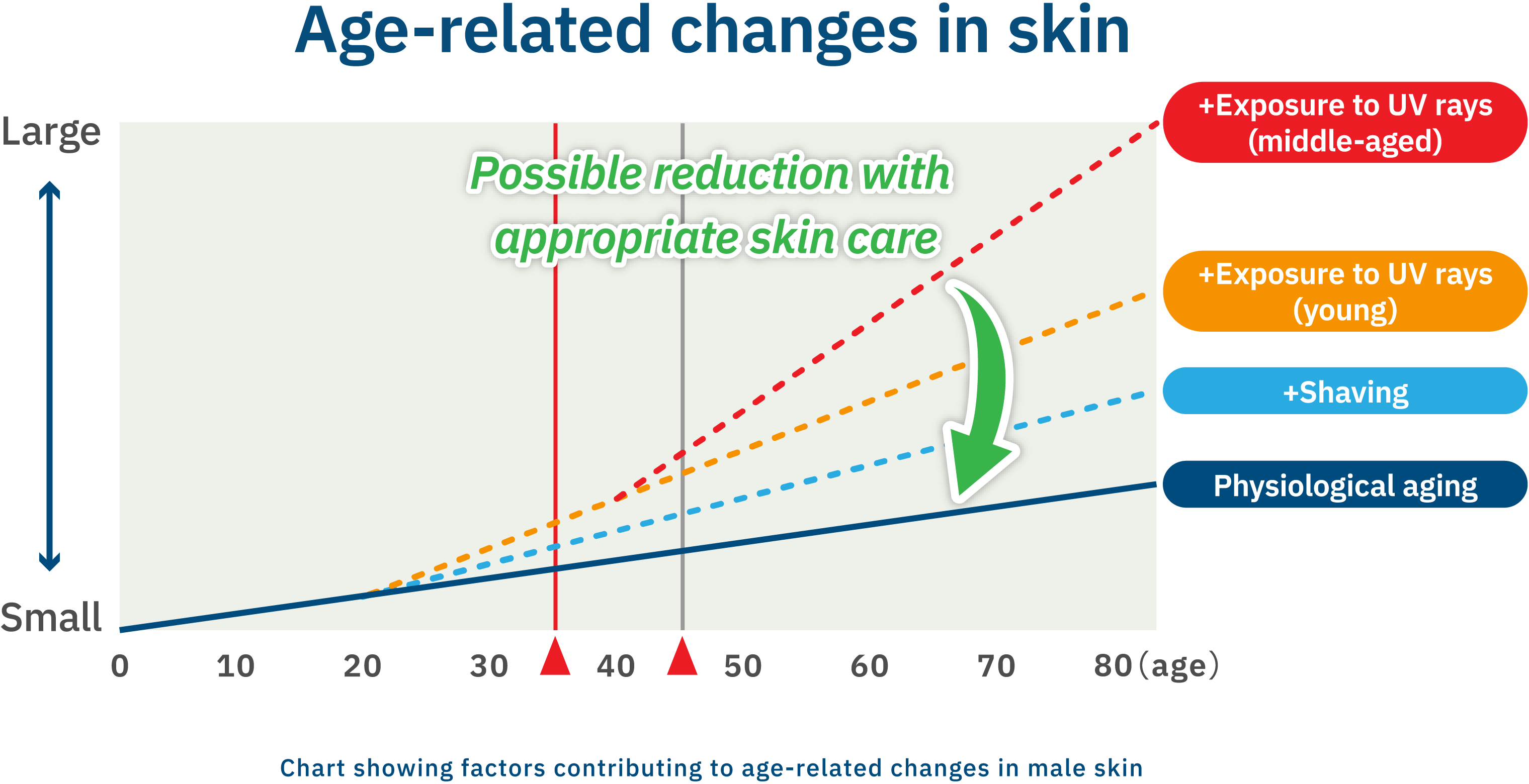 Chart showing factors contributing to age-related changes in male skin