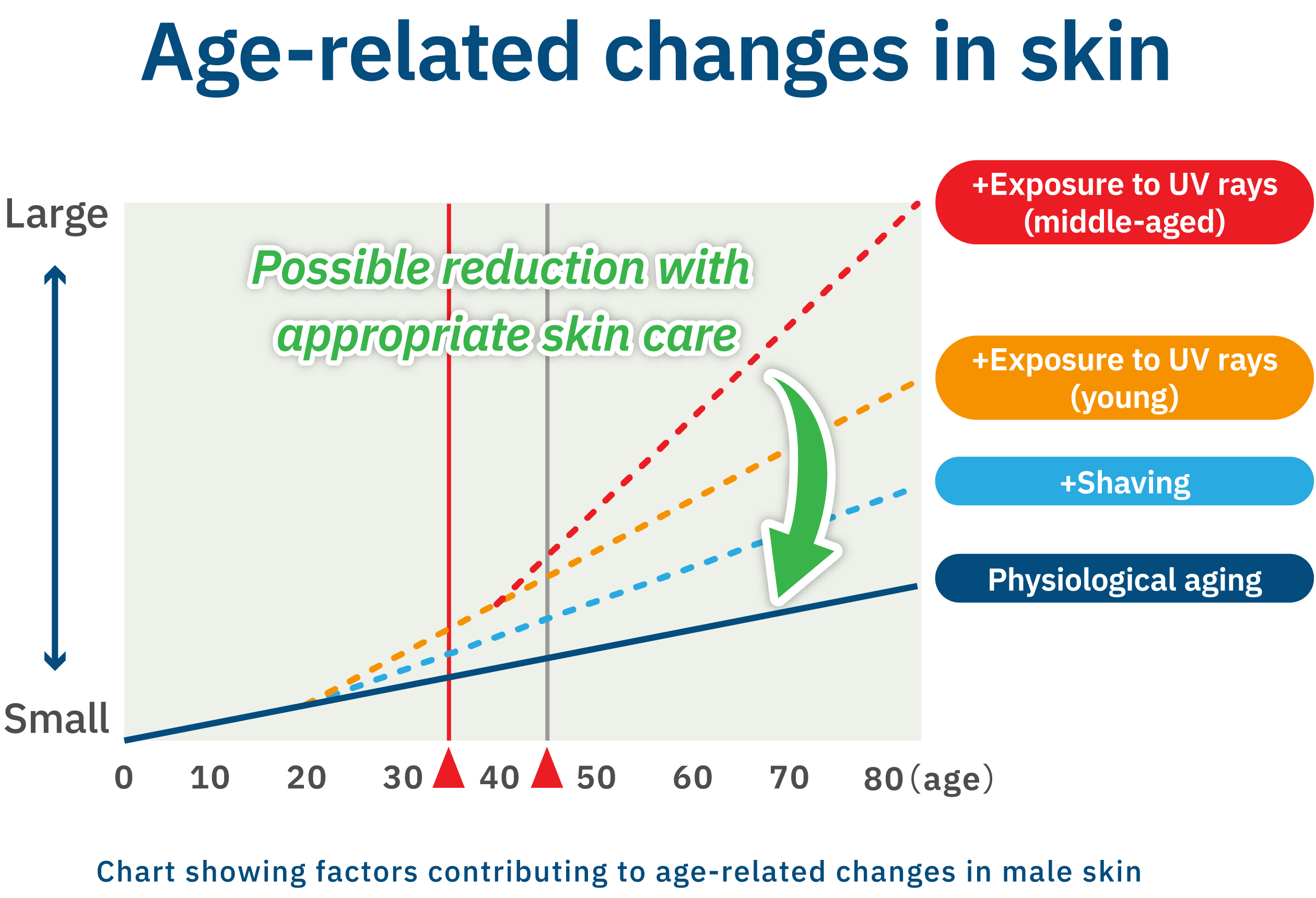 Chart showing factors contributing to age-related changes in male skin