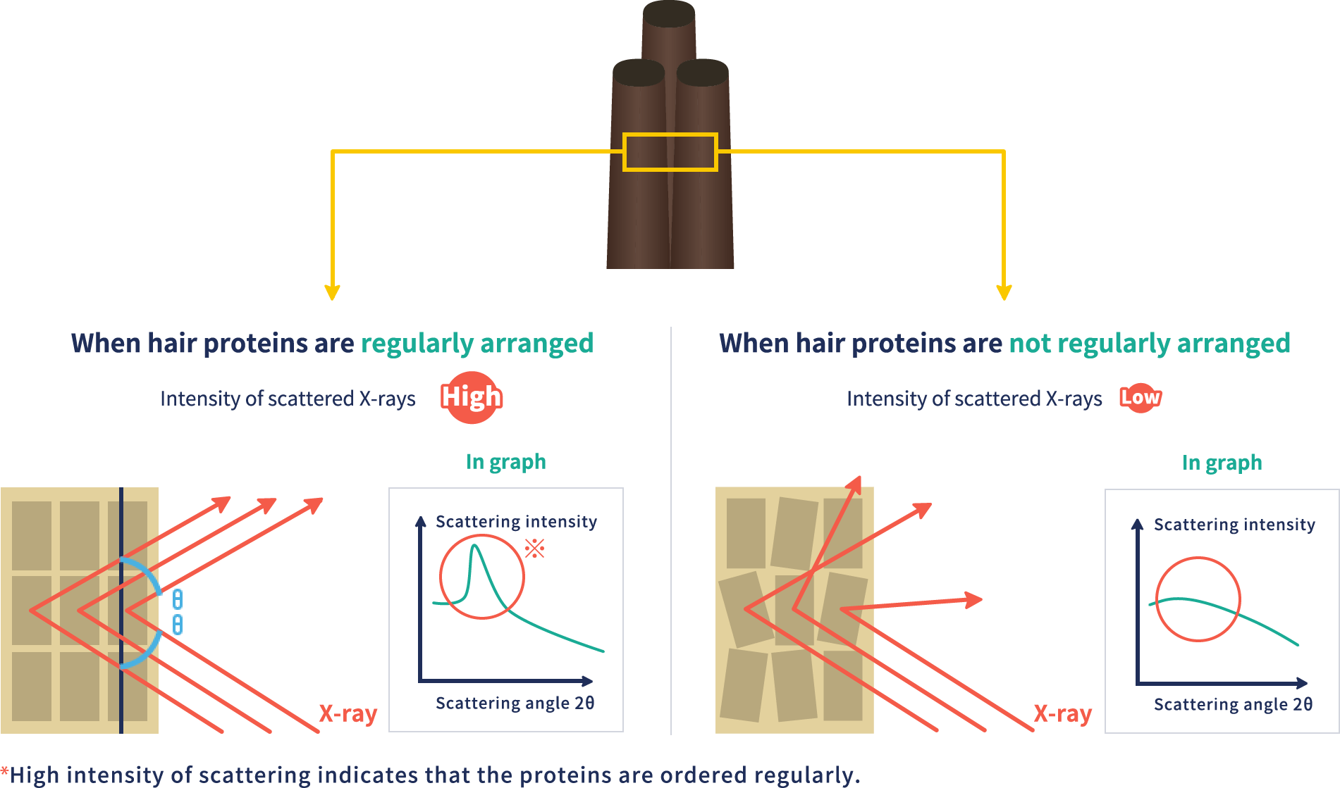 What SAXS measures (image)