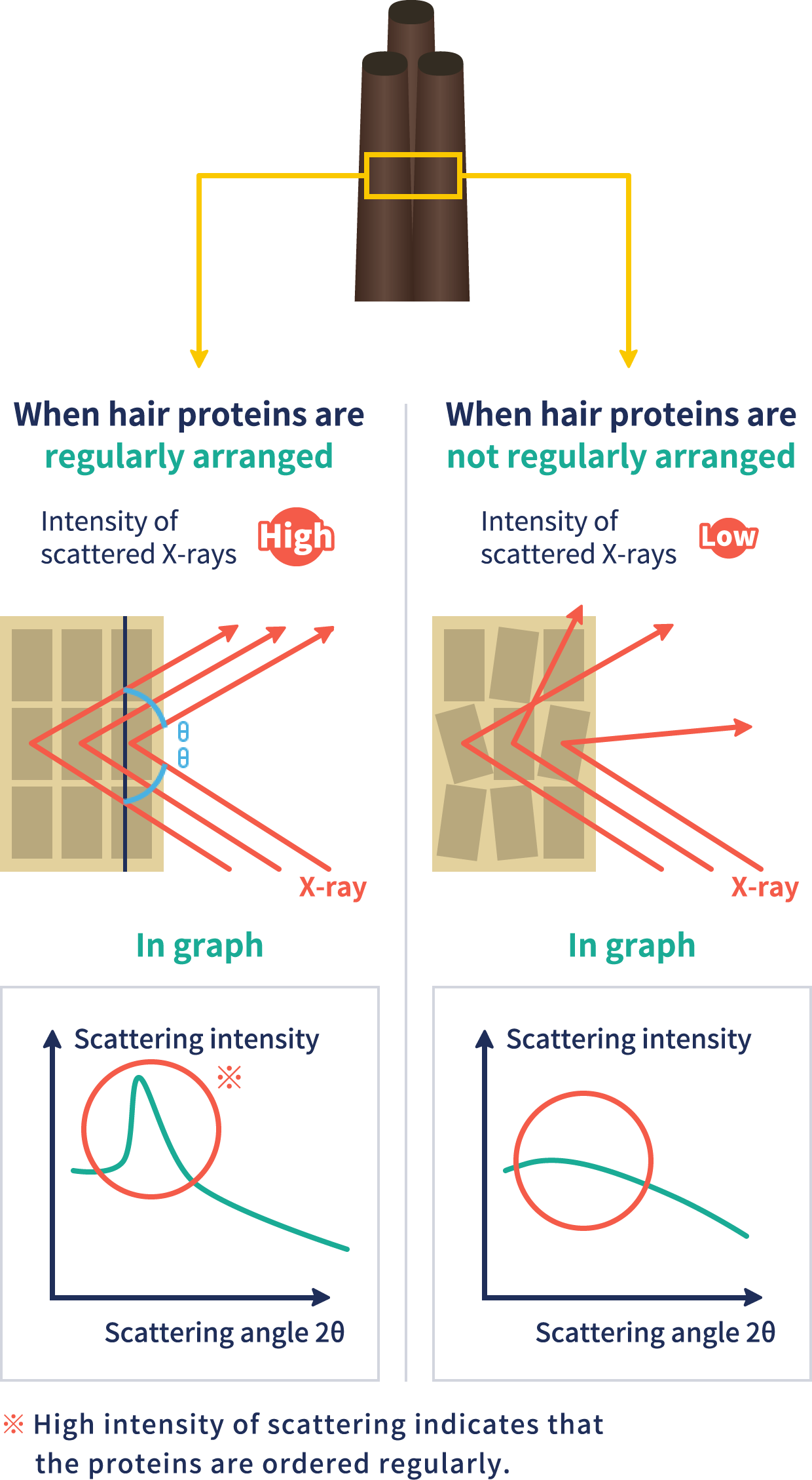 What SAXS measures (image)