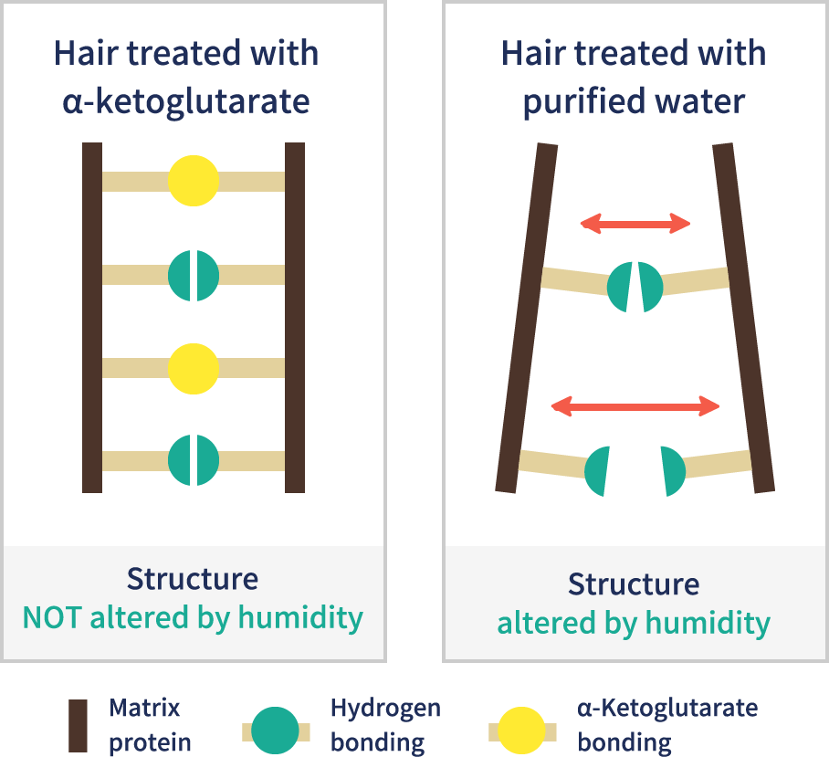 Ordered structure of matrix protein under high humidity(Image on the basis of test results)