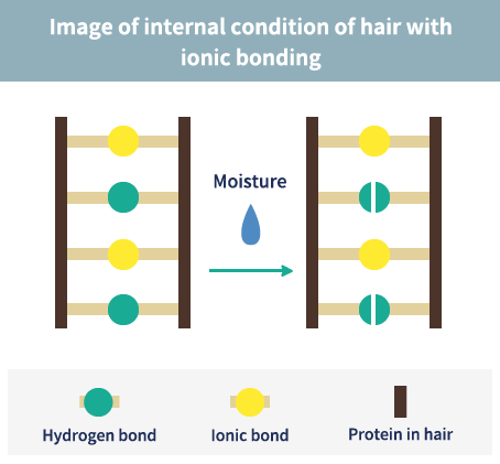 Image of internal condition of hair with
ionic bonding