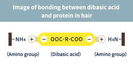 Image of bonding between dibasic acid 
and protein in hair