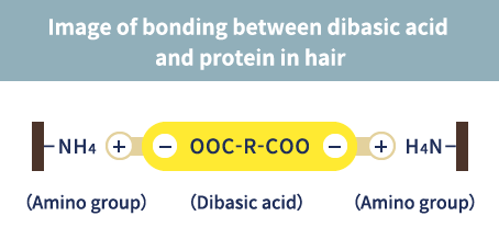 Image of bonding between dibasic acid
and protein in hair