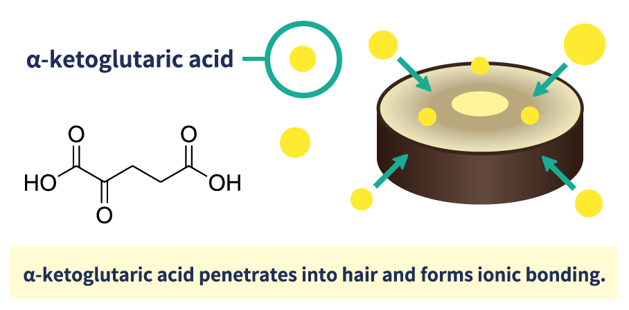 α-α-ketoglutaric acid penetrates into hair and forms ionic bonding.