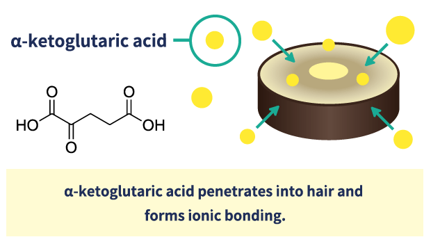 α-α-ketoglutaric acid penetrates into hair and forms ionic bonding.