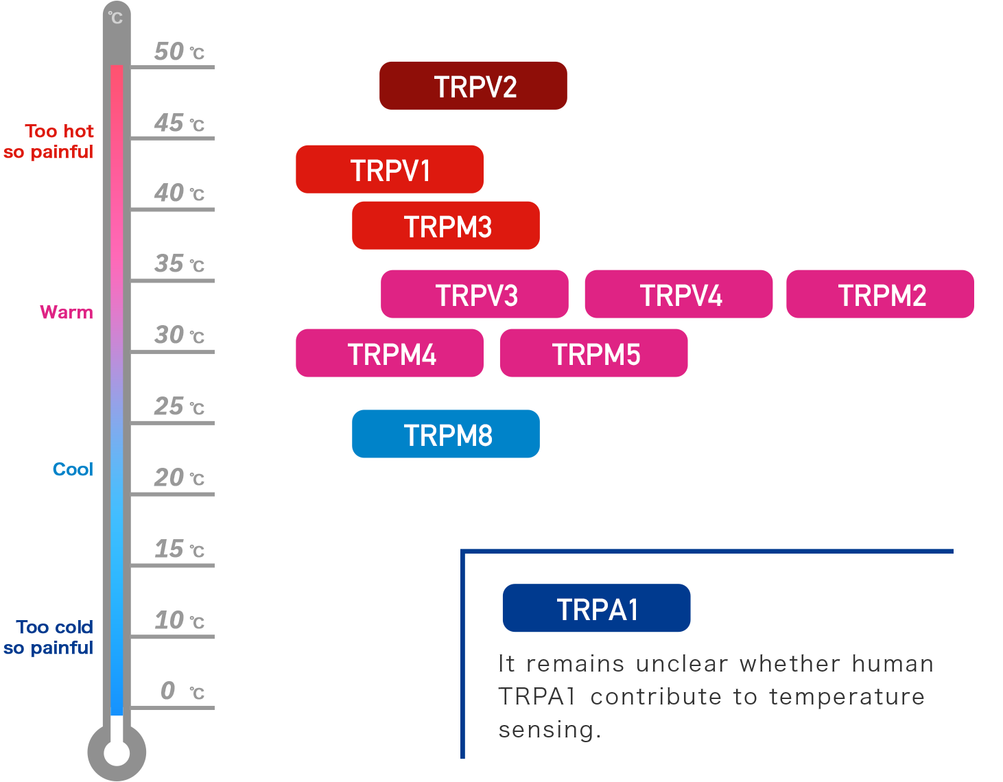 About TRP channels