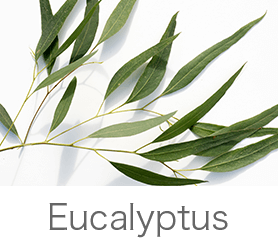 eucalyptus