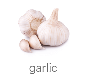 garlic