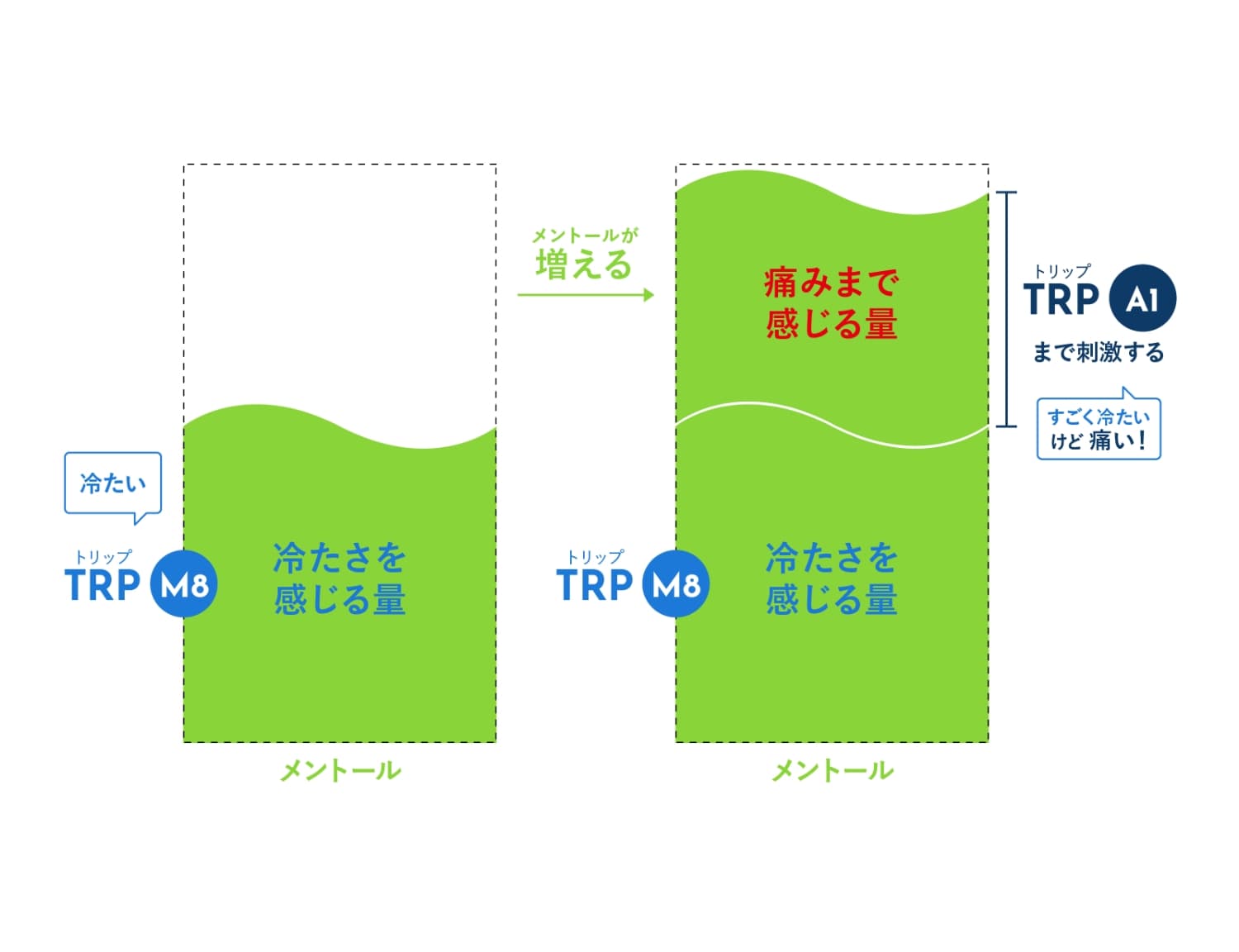 冷感研究（TRPチャネル研究）