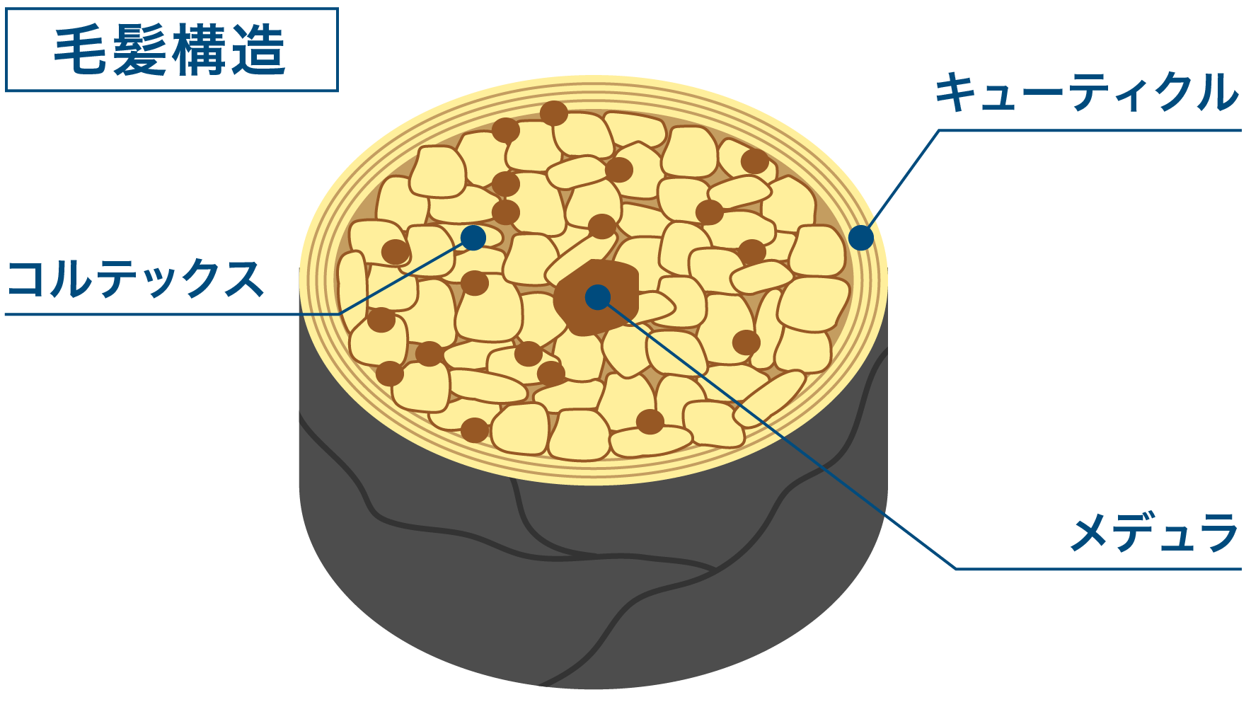 毛髪構造