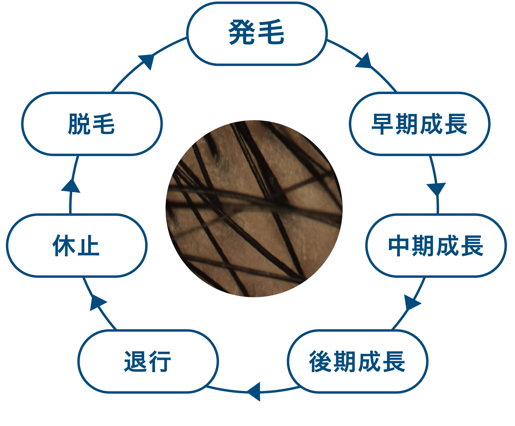 ヤング層の毛髪の生まれ変わりのサイクル