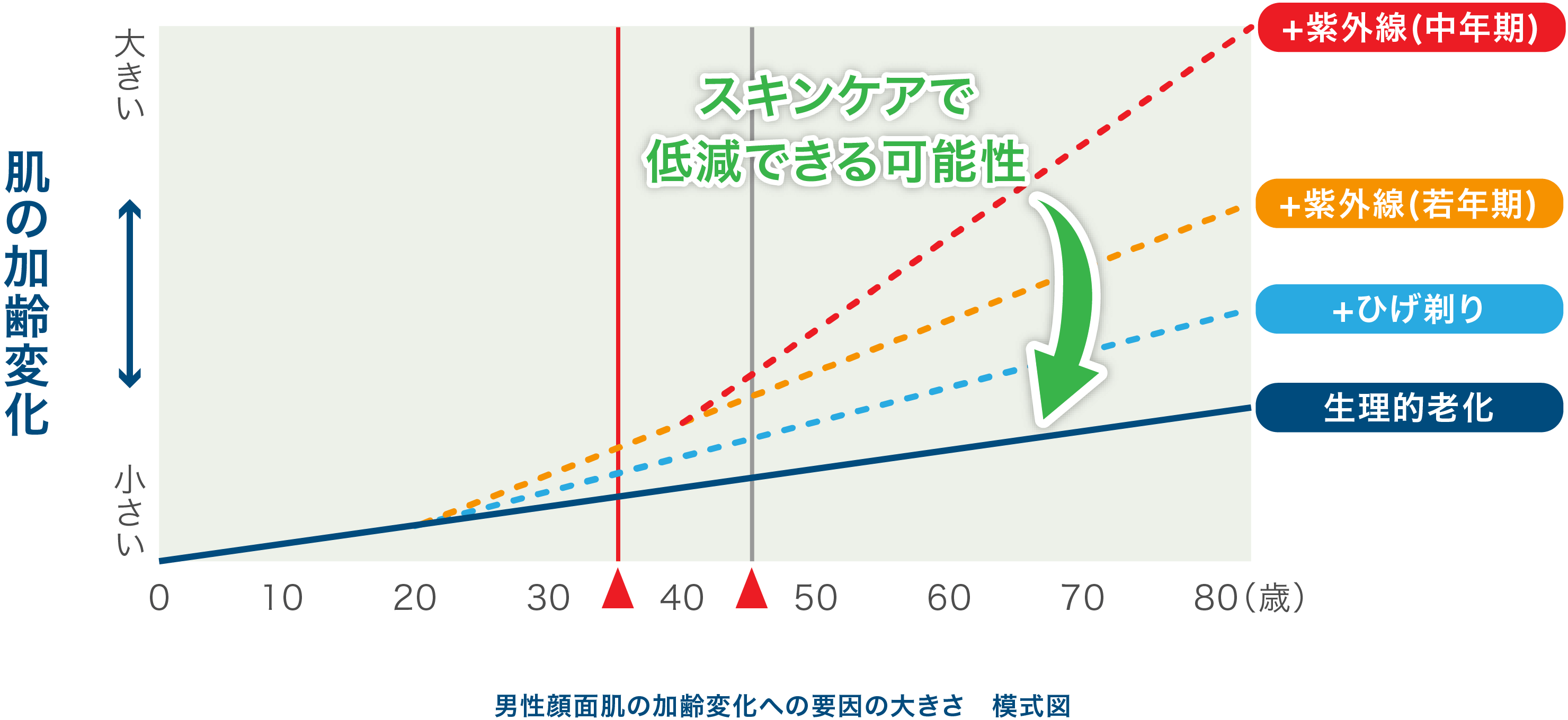 男性顔面肌の加齢変化への要因の大きさ 模式図