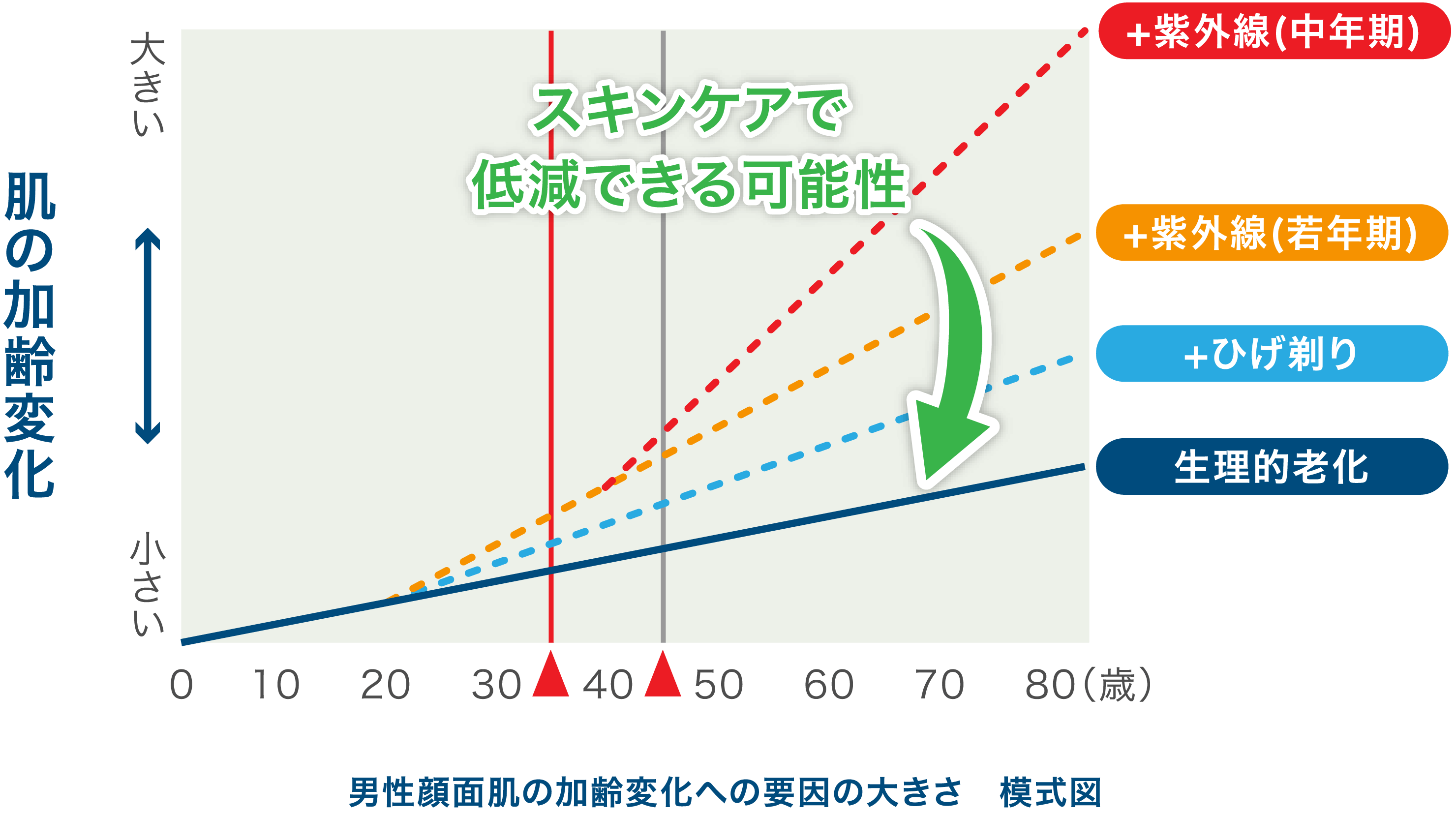 男性顔面肌の加齢変化への要因の大きさ 模式図