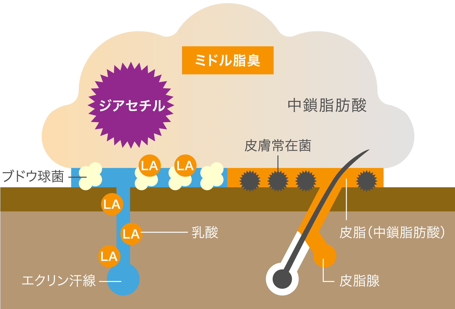 ニオイ発生のメカニズムの解説図