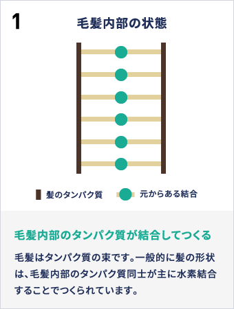 1毛髪内部の状態