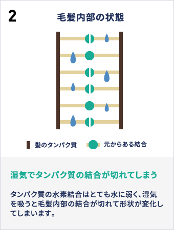 2毛髪内部の状態