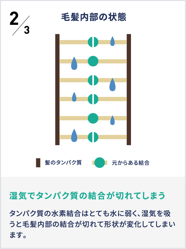 2毛髪内部の状態