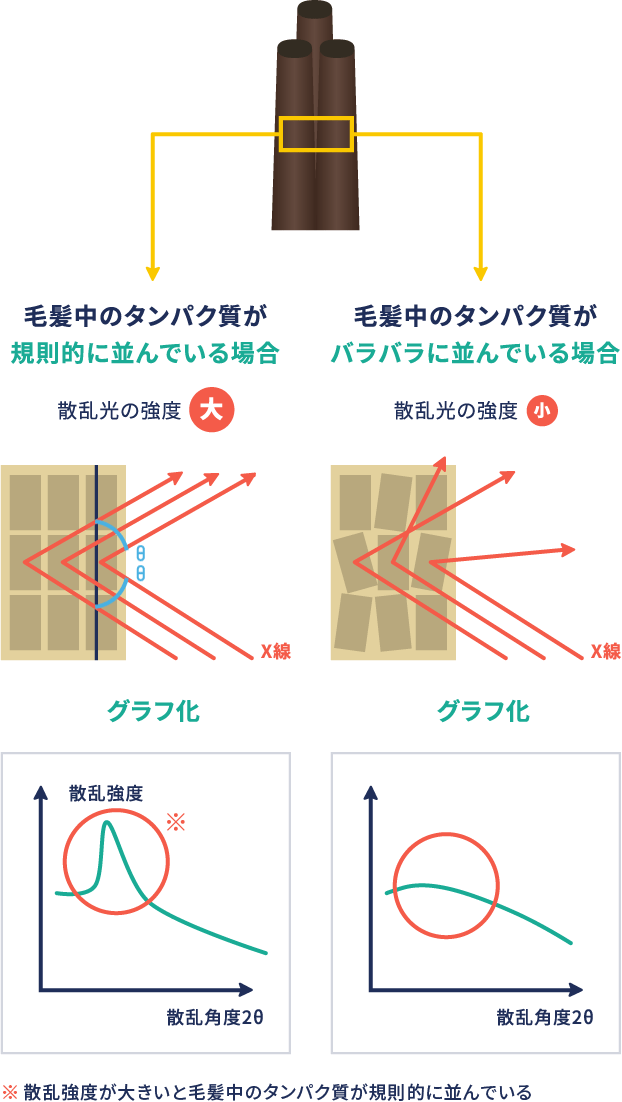 SAXSで測定できること（イメージ）