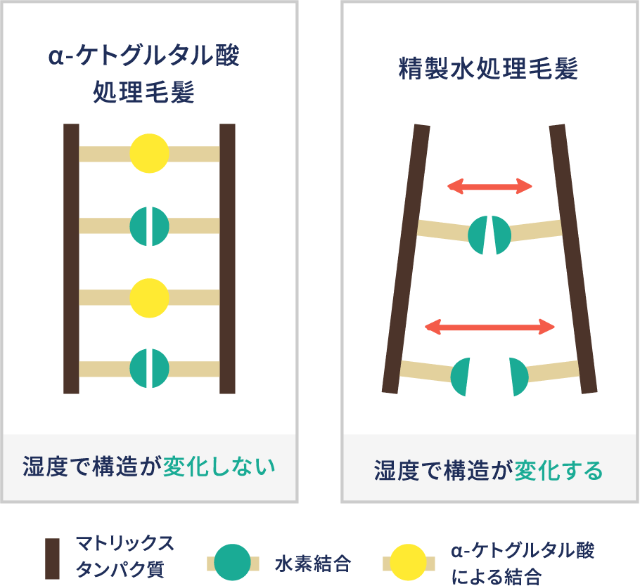 高湿度下でのマトリックスタンパク質の規則構造(測定結果を踏まえてのイメージ図)