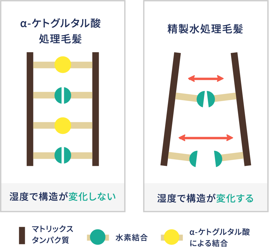 高湿度下でのマトリックスタンパク質の規則構造（測定結果を踏まえてのイメージ図）