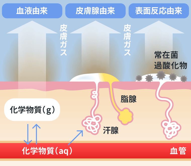 関根嘉香教授