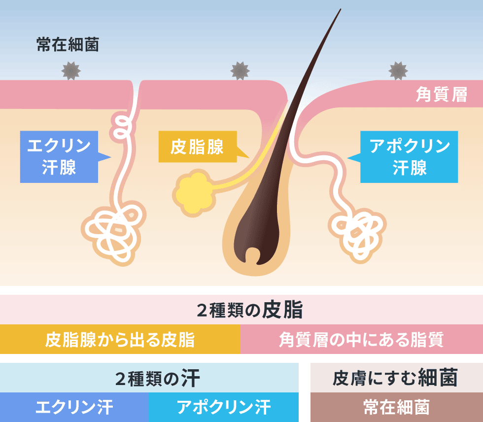 皮膚の構造と体臭