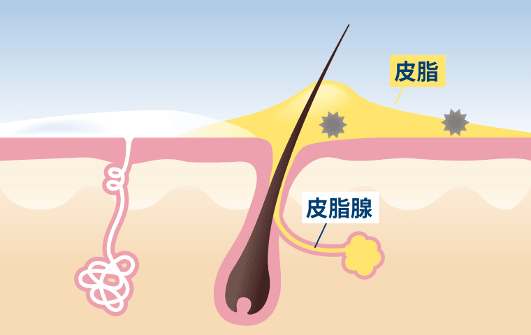 ミドル脂臭の発生メカニズム1