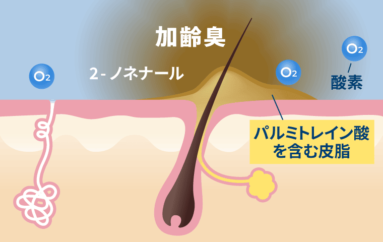 加齢臭の発生メカニズム3