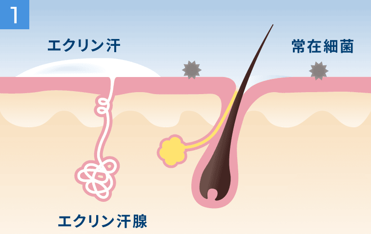 汗臭(ワキ臭)の発生メカニズム1