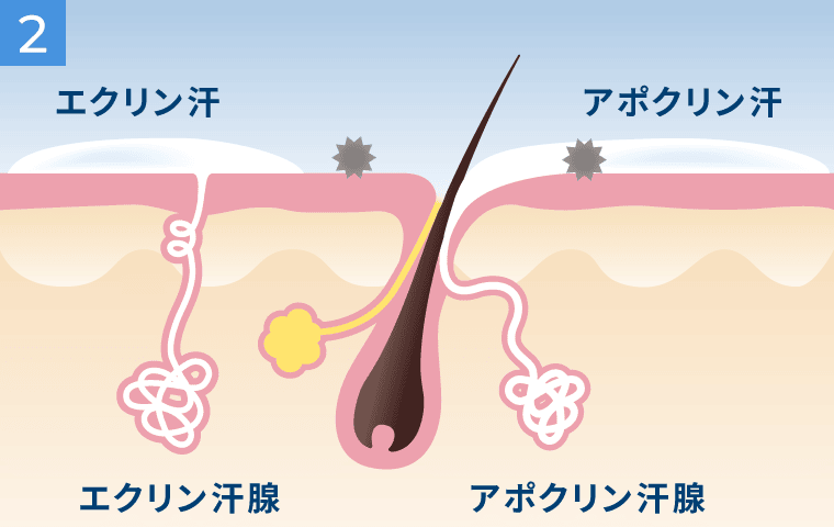 汗臭(ワキ臭)の発生メカニズム2
