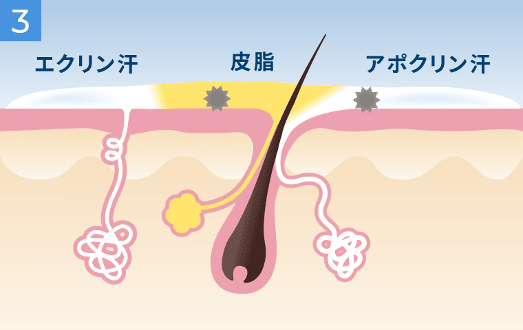 汗臭(ワキ臭)の発生メカニズム3