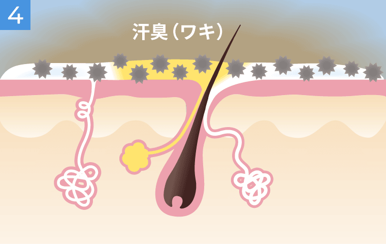 汗臭（ワキ臭）の発生メカニズム4