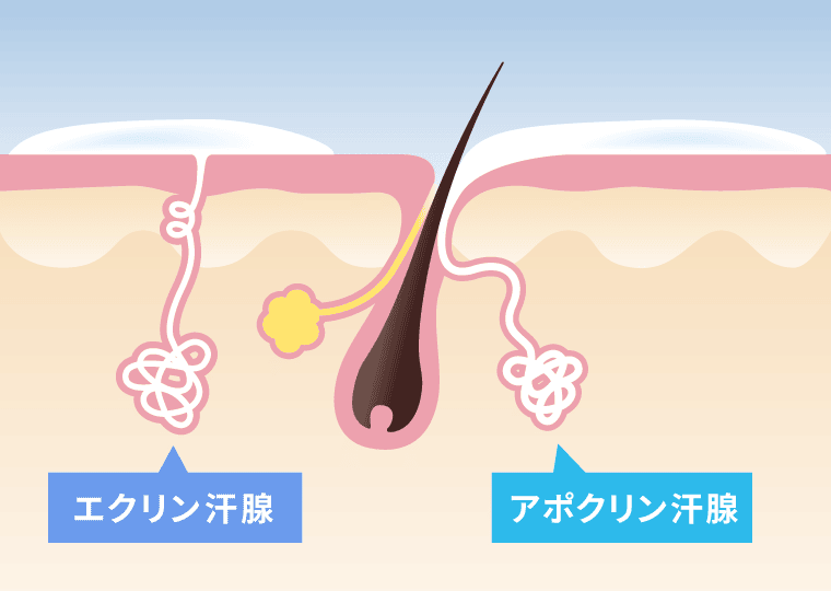 2種類の汗腺