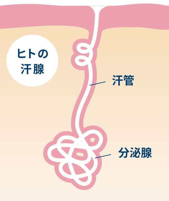 ヒトの汗腺