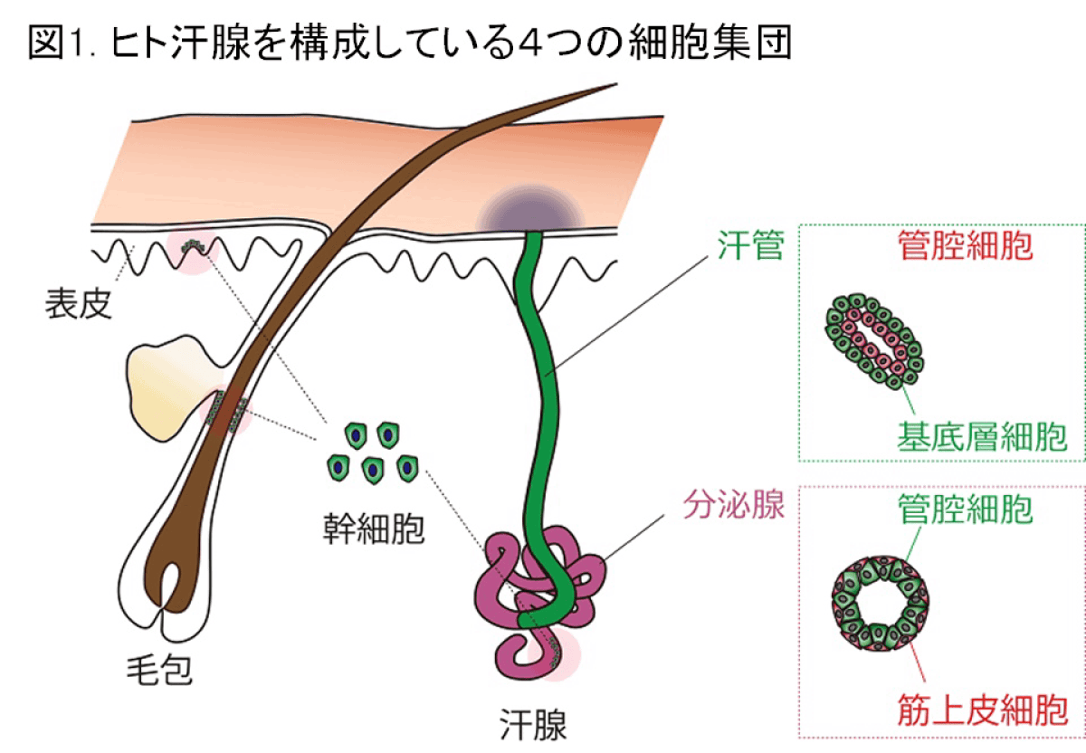 （図1）ヒト汗腺を構成している4つの細胞集団