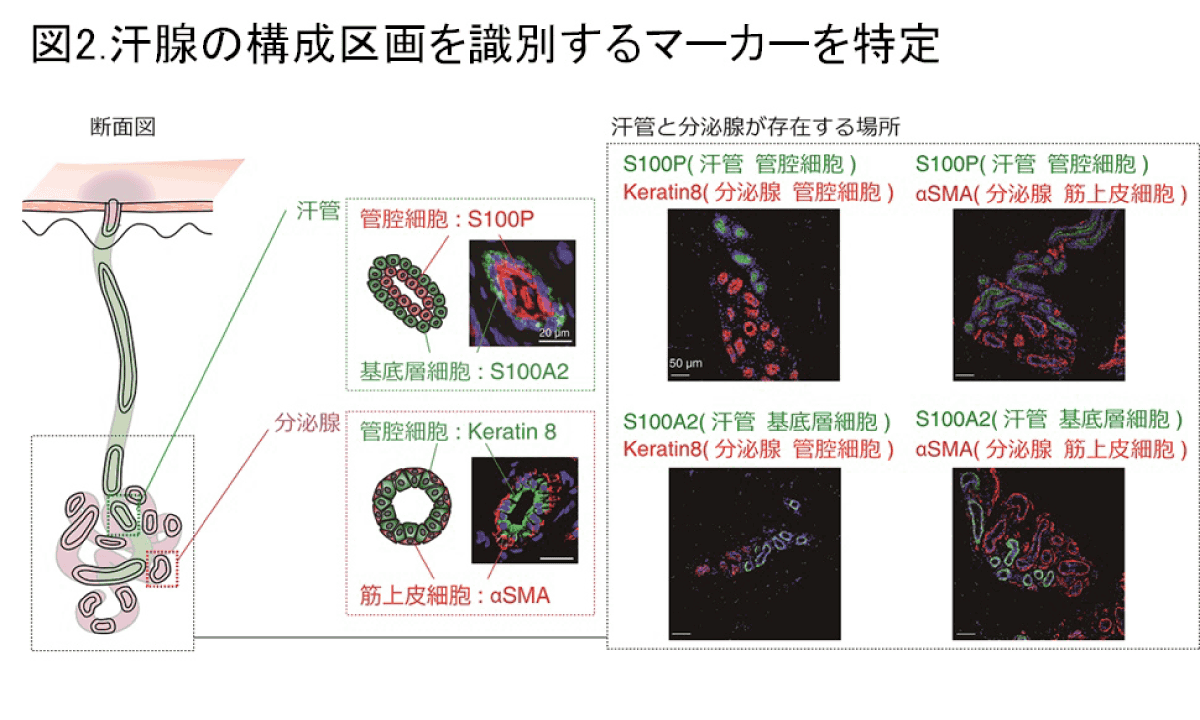 （図2）汗腺の構成区画を識別するマーカーを特定