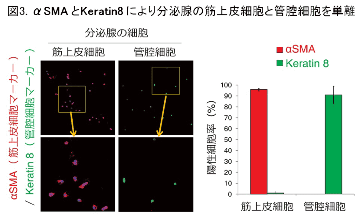 （図3）αSMA とKeratin8 により分泌腺の筋上皮細胞と管腔細胞を単離