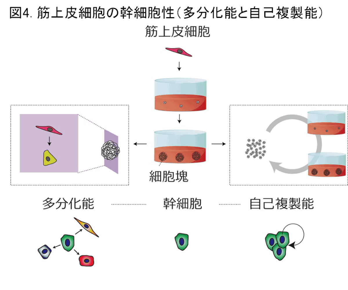 （図4）筋上皮細胞の幹細胞性（多分化能と自己複製能）