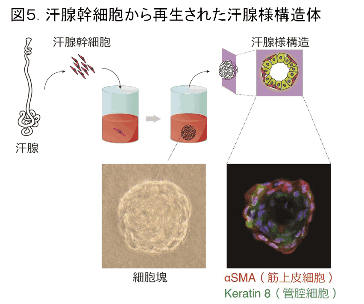 （図5 ）汗腺幹細胞から再生された汗腺様構造体