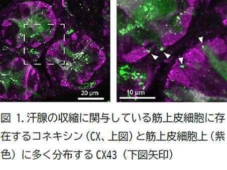 （図1）汗腺の収縮に関与している筋上皮細胞に存在するコネキシン（CX、図左）と筋上皮細胞上（紫色）に多く分布するCX43（図右・矢印）