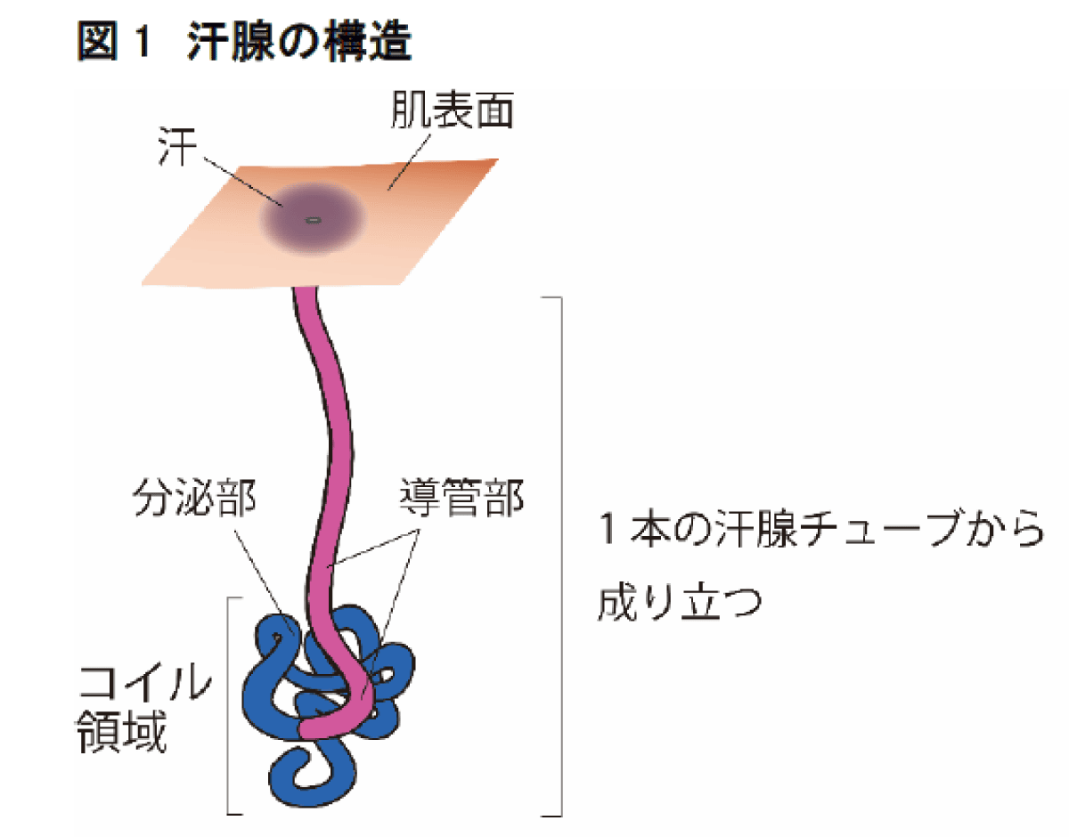（図1）汗腺の構造