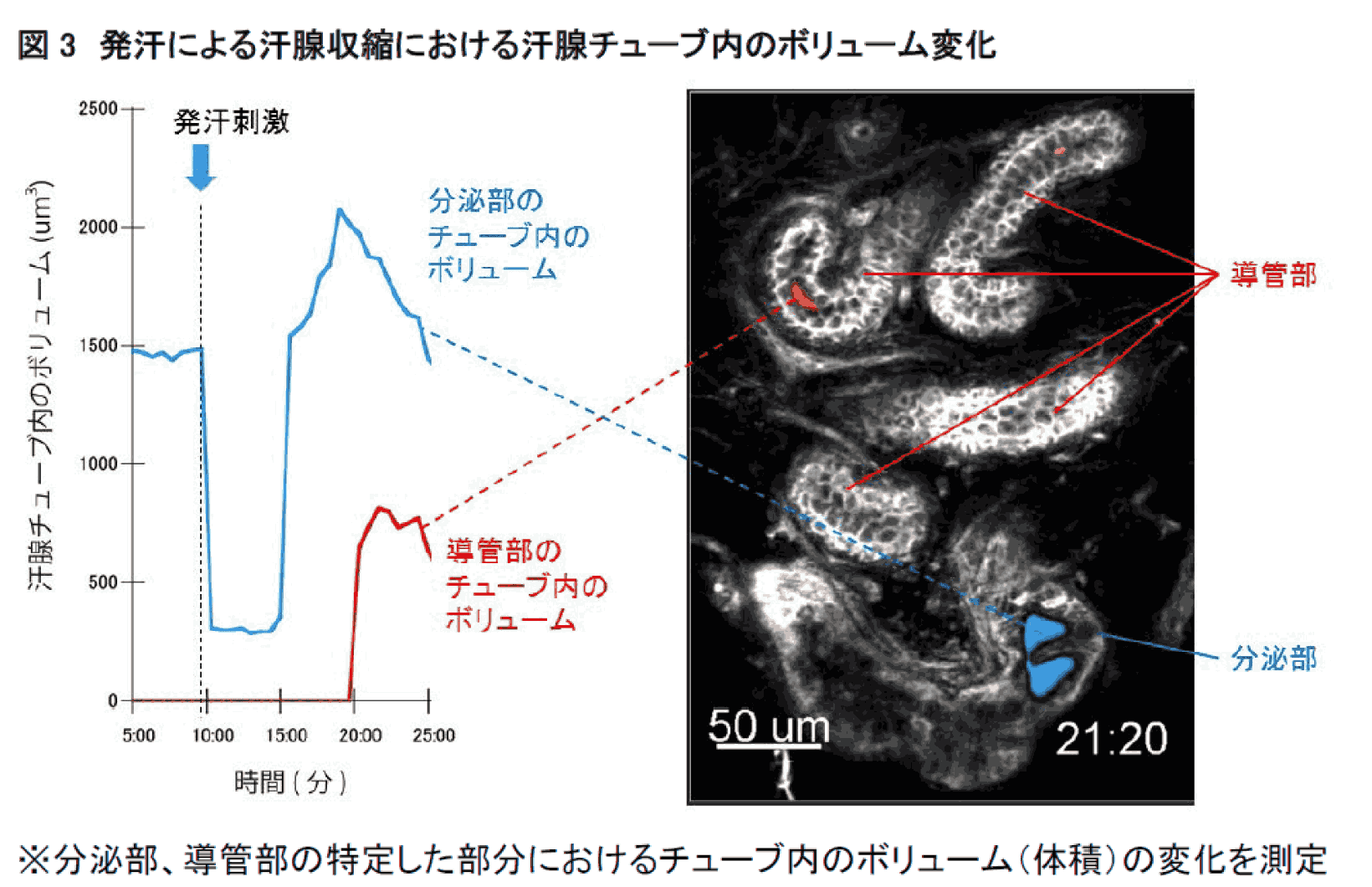 （図3）発汗による汗腺収縮における汗腺チューブ内のボリューム変化 ※分泌部、導管部の特定した部分におけるチューブ内のボリューム（体積）の変化を測定