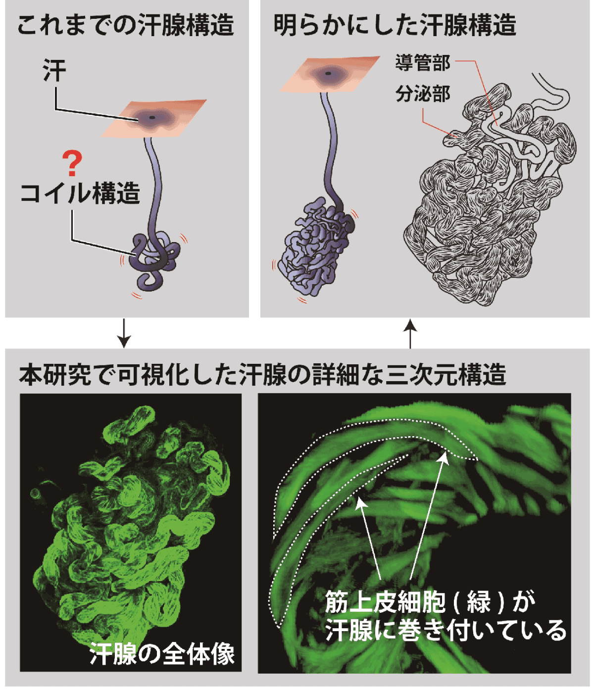 （図1）本研究で明らかにしたヒト汗腺の詳細な三次元構造