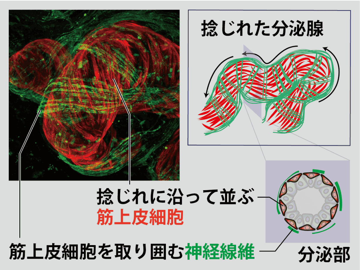 （図2）ヒト汗腺分泌部の筋上皮細胞と神経線維の詳細な三次元配置